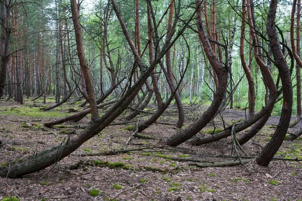 Другие сели в лесах. Танцующий лес Тырново Рязанская область.