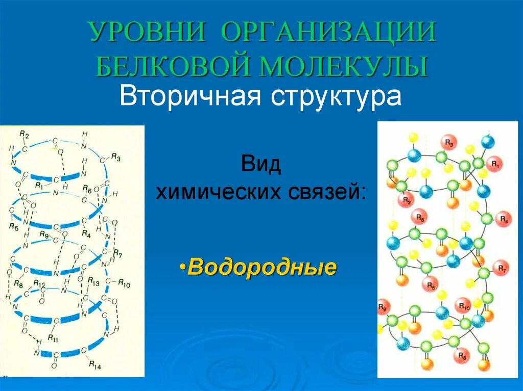 Строение и уровни структурной организации белков. Уровни организации белковых молекул. Уровни организации белковой молекулы. Вторичная структура белковых молекул. Связи в белковой молекуле