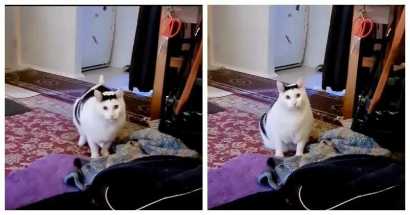 Кот бендер из тик тока. Кот бендер. Толстый белый кот. Толстый кот мяукает. Толстый кот мем мяукает.