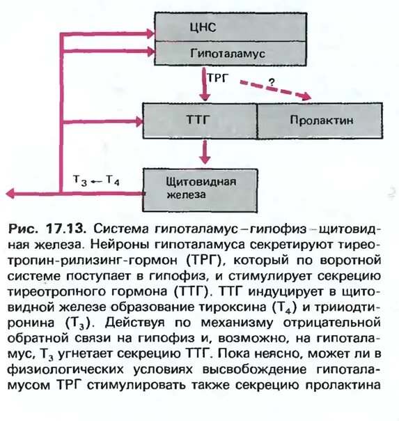 Ттг т4 пролактин