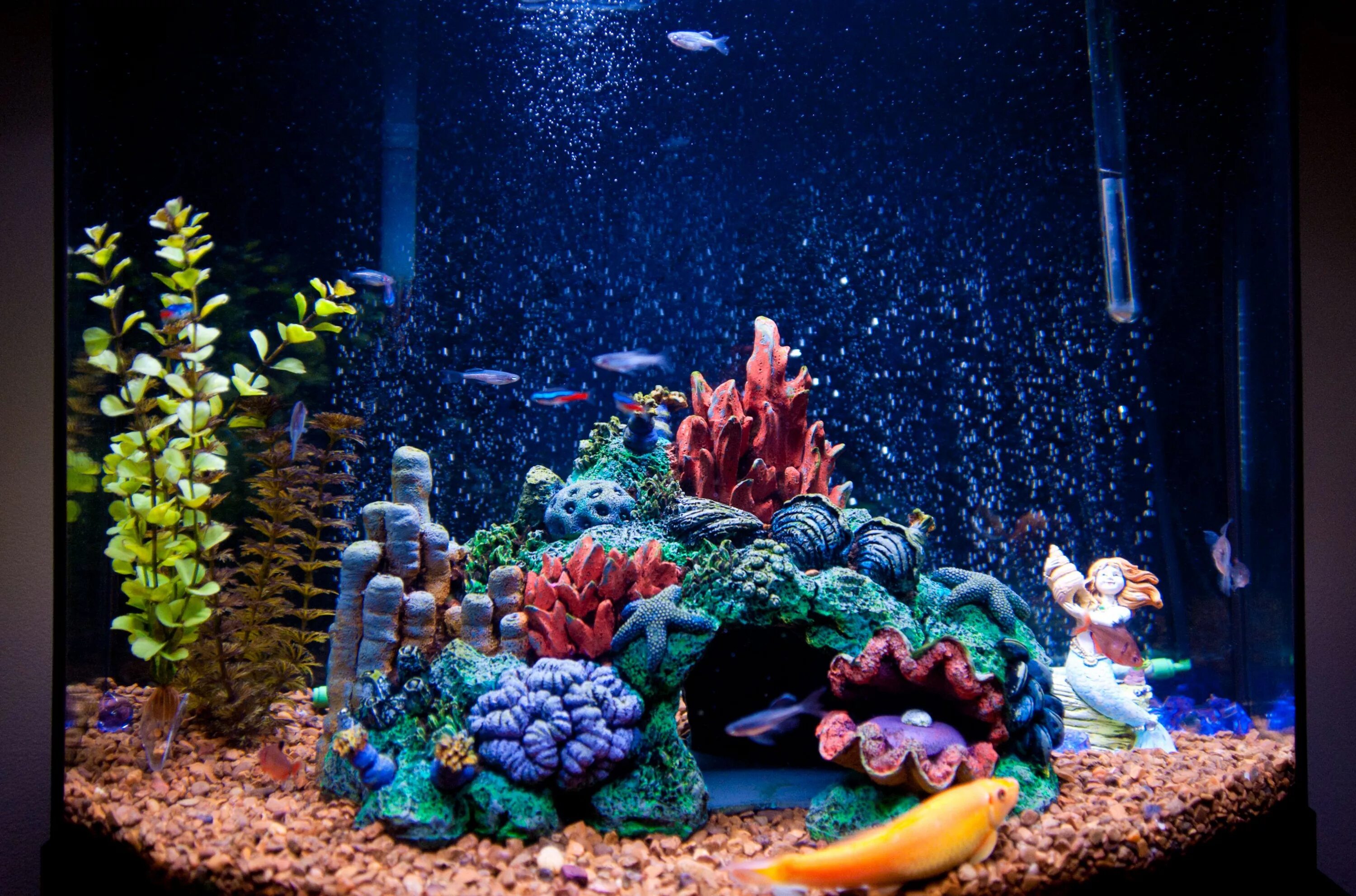 Аквариум aquarium. Рыбки для аквариума. Декор для аквариума. Морской аквариум. Декорации для морского аквариума.