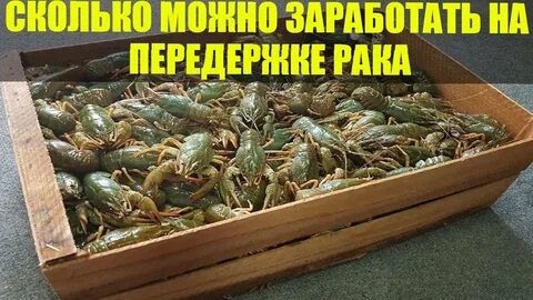 Раки волгодонск