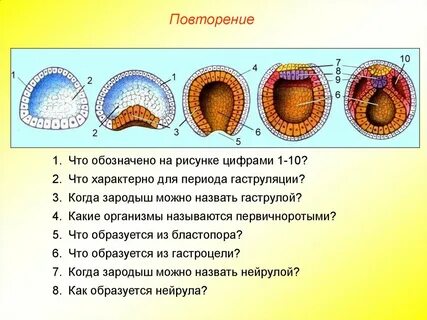 Развитие зародыша бластула гаструла нейрула