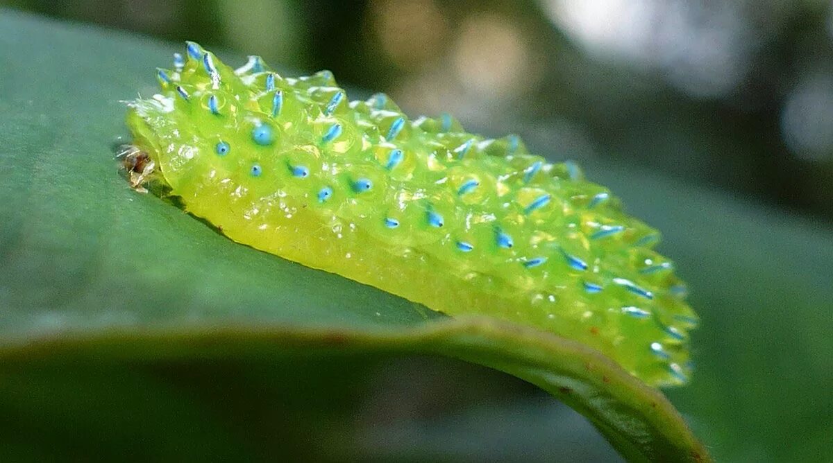 зелёная гусеница листовертка. прозрачные гусеницы. гусеница плодожорка, листовертка. Acraga coa гусеница. гусеница для детей.