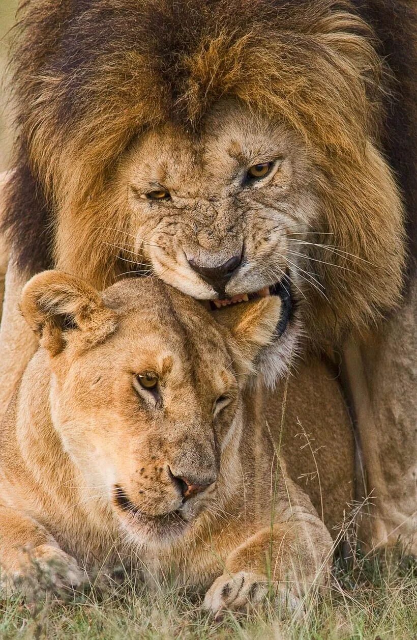 Страстное животное. Влюбленный Лев. Лев и львица. Пары животных. Нежный Лев.