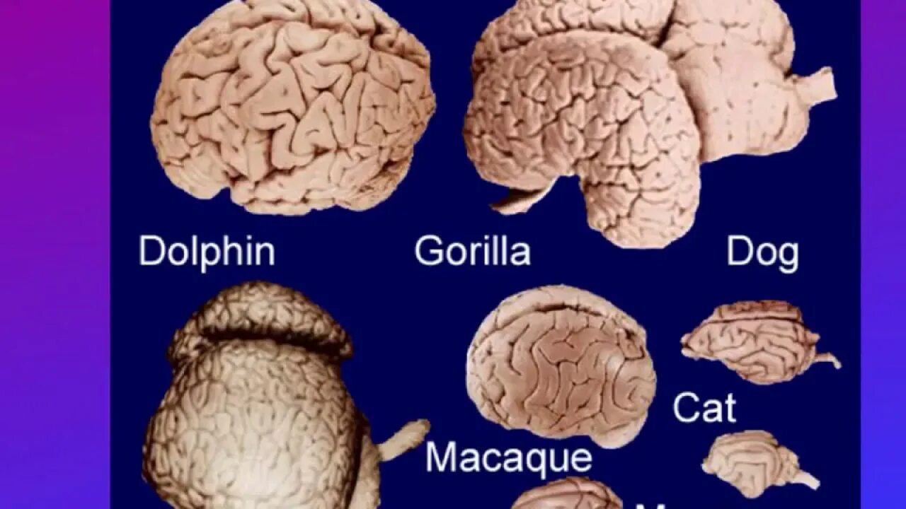 Мозг гориллы и человека. Головной мозг животные.