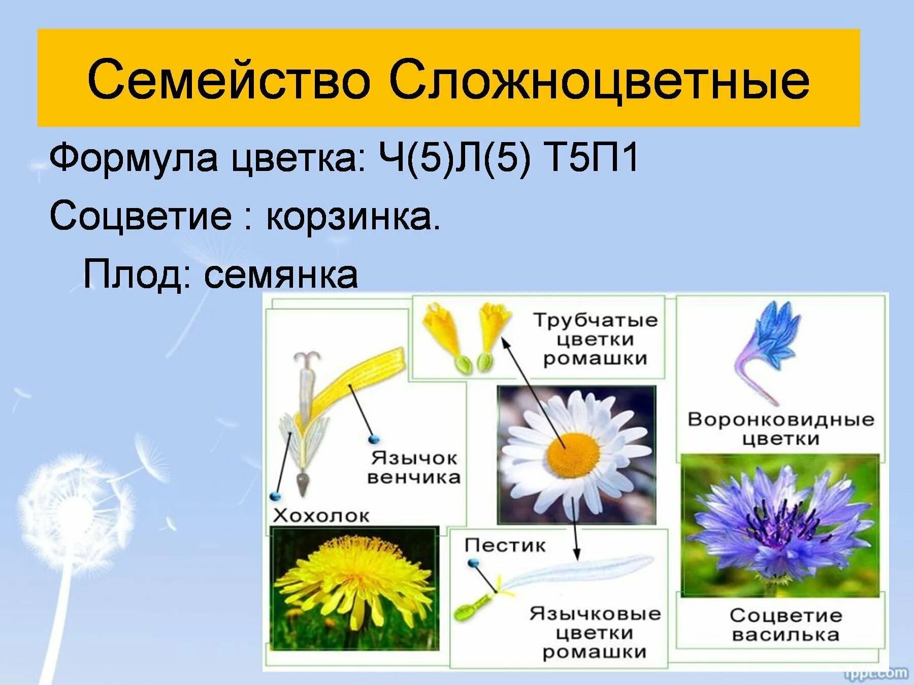 Укажите жизненную форму большинства сложноцветных. Формула цветков семейства сложноцветных. Сложноцветные Астровые формула цветка. Формула трубчатого цветка сложноцветных. Семейство Сложноцветные Астровые соцветие.