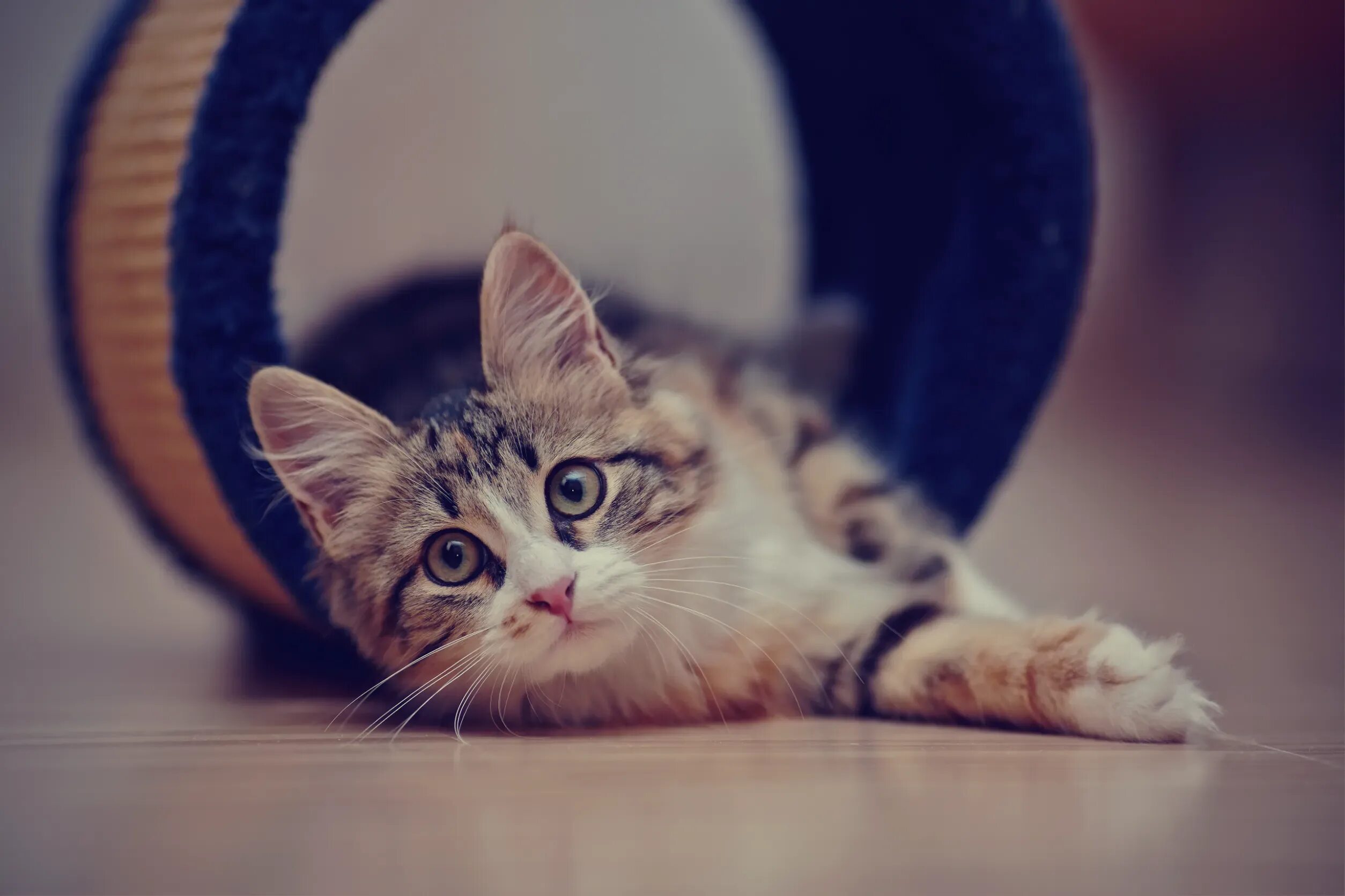 Cat sed. Фон для рабочего стола кот. cat tumblr.
