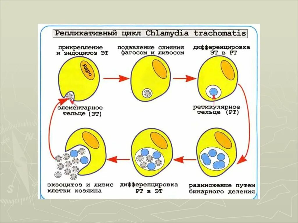 День хламидии. Схема цикл развития хламидий. Стадии жизненного цикла хламидии. Хламидии схема клетки. Этапы цикла развития хламидий.