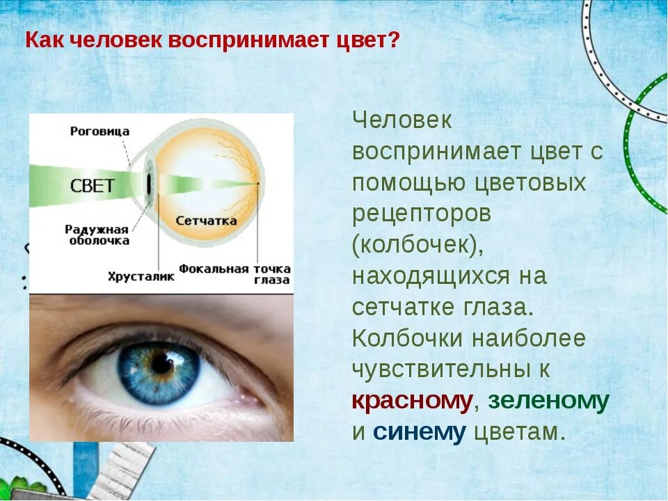 Восприятие глаза человека. Глаз воспринимает цвет. Восприятие цвета глазом. Человек воспринимает цвета. Человеческий глаз воспринимает.