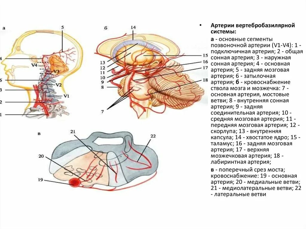 Вертебро базилярная инсульт. V3 сегмент позвоночной артерии. Позвоночная артерия с3 с4 сегмент. Сегмент v1 v2 позвоночной артерии. Варолиев мост кровоснабжение.