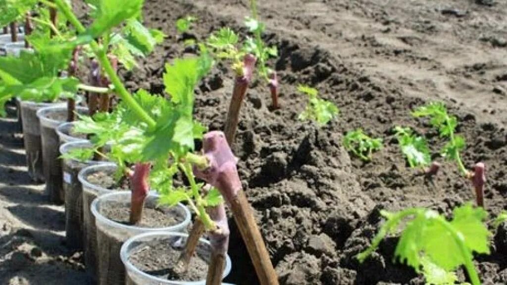 Виноград в стаканчиках. Виноград Элегант черенки. Подкормка Чубуков винограда. Окучивать виноград. Виноград 1,5 года саженец.