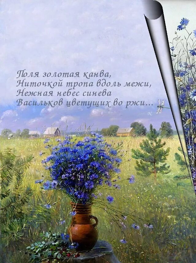 Василек стих. Василек высказывания.. Стихи о Васильковом поле. Стих о васильке. Стихи про васильки.