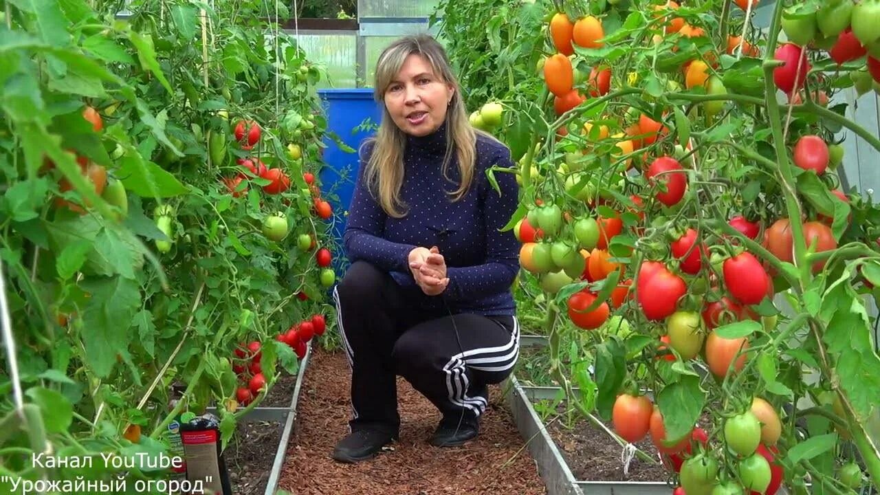 Канал урожайный огород с татьяной щедриной. Канал урожайный огород с татьяной щедриной. Урожайный огород с татьяной щедриной. Удачный огород с татьяной. Урожайный огород с татьяной.