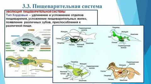Систематические группы животных органы пищеварения рыбы
