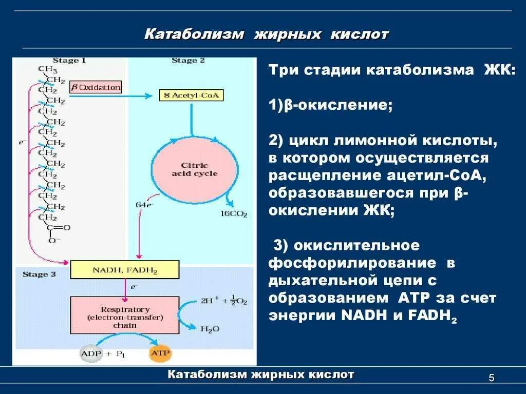 Установите последовательность этапов окисления крахмала. Этапы окисления жирных кислот биохимия. Основной путь катаболизма высших жирных кислот. Катаболизм жиров схема процесса. Этапы катаболизма биохимия.