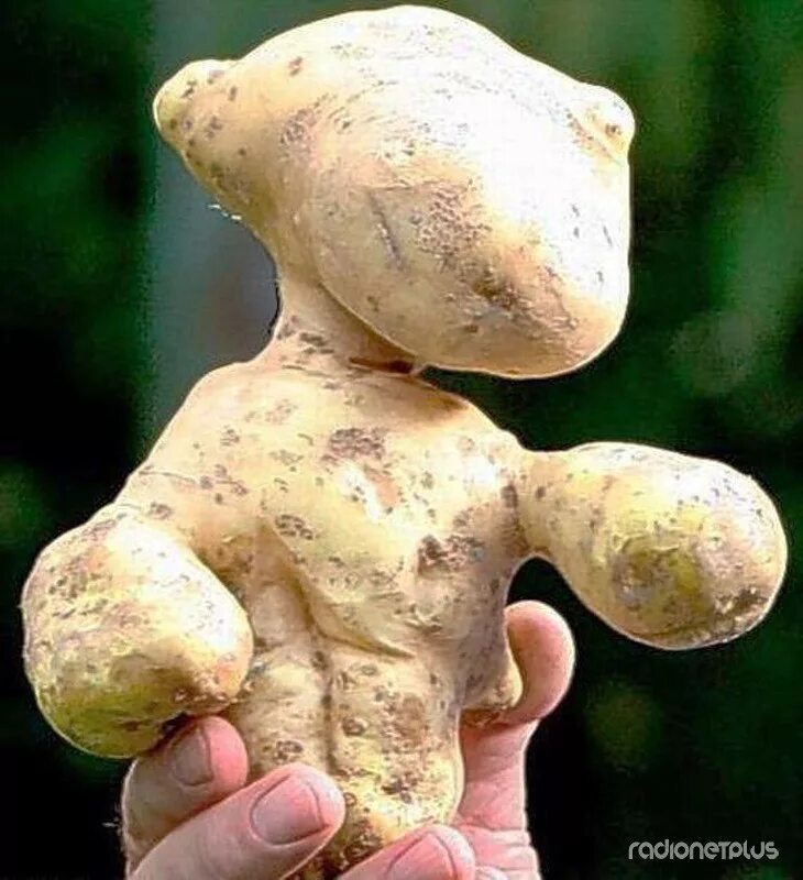 Картошка странной формы. Картофель необычной формы. Необыкновенная картошка. Овощи необычной формы. Овощи необычной формы.