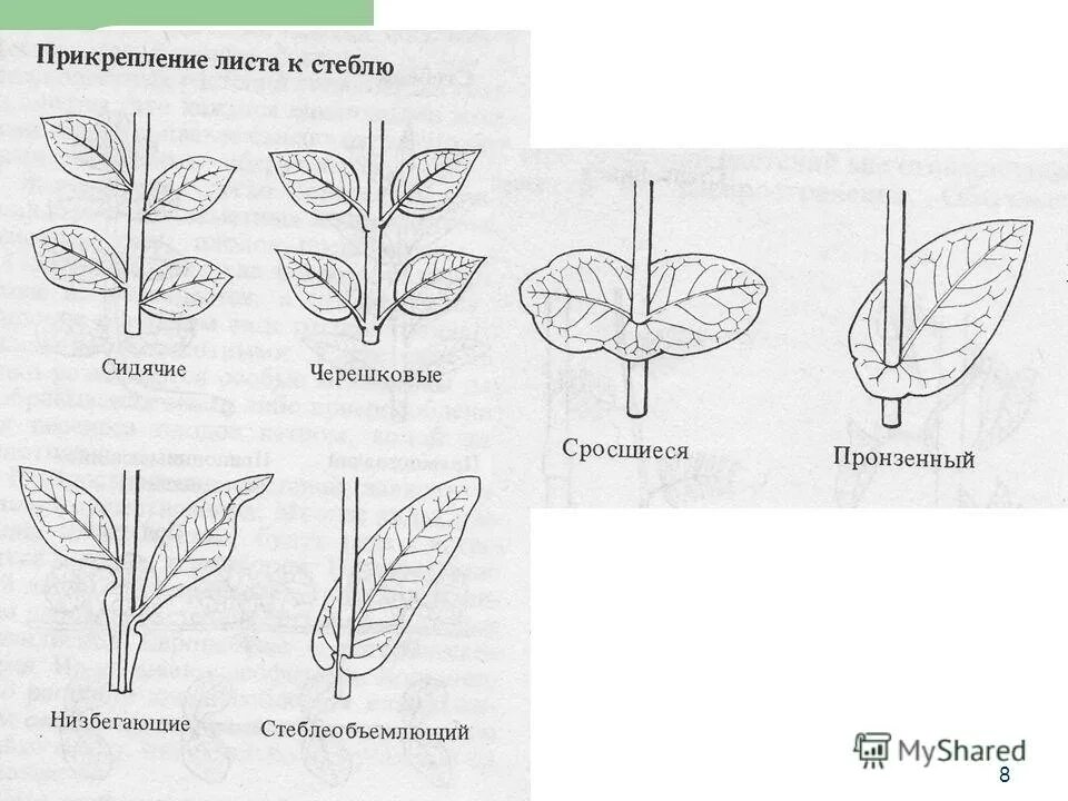 Формы черешка листа. Внешнее строение черешкового листа. Лист дуба жилкование листа. Формы черешка листа. Морфология листа черешка.