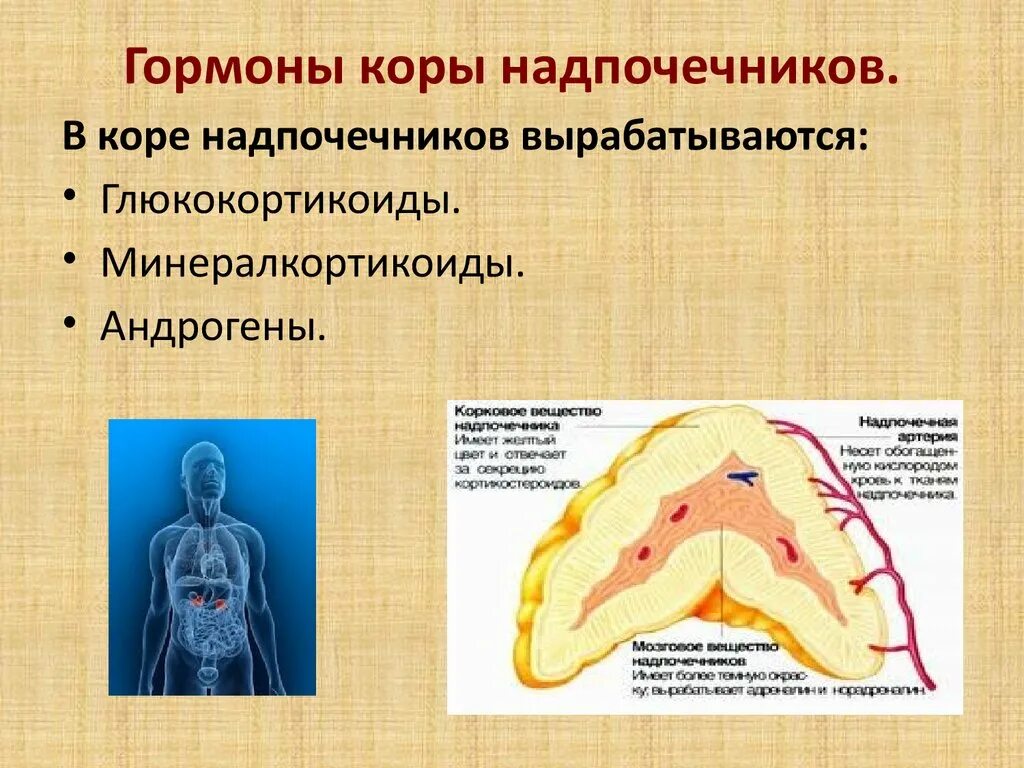 Надпочечники гормон роста. Гормоны коры надпочечников. Гормоны коры надпочечнико. Функции гормонов коры надпочечников.