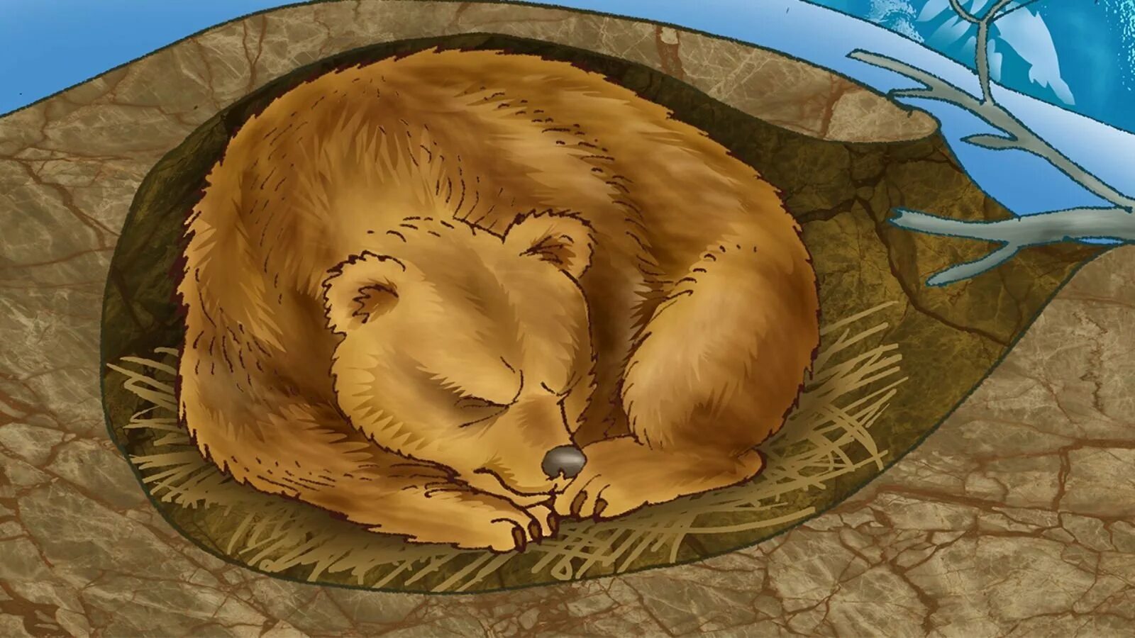 Берлога медведя. Медведь в берлоге. Спящий мишка в берлоге