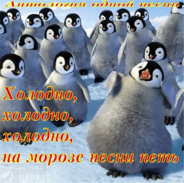 Холодно песня на телефон. Холодно. Холодно картинки. Холодно холодно на морозе. А мы пингвинчики а нам не холодно.