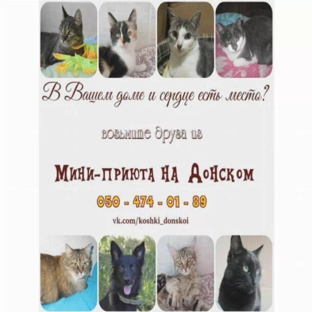 мини приют твой друг. логотип приюта супер собака. мини приют твой друг. твой. мини приют карма горловка.