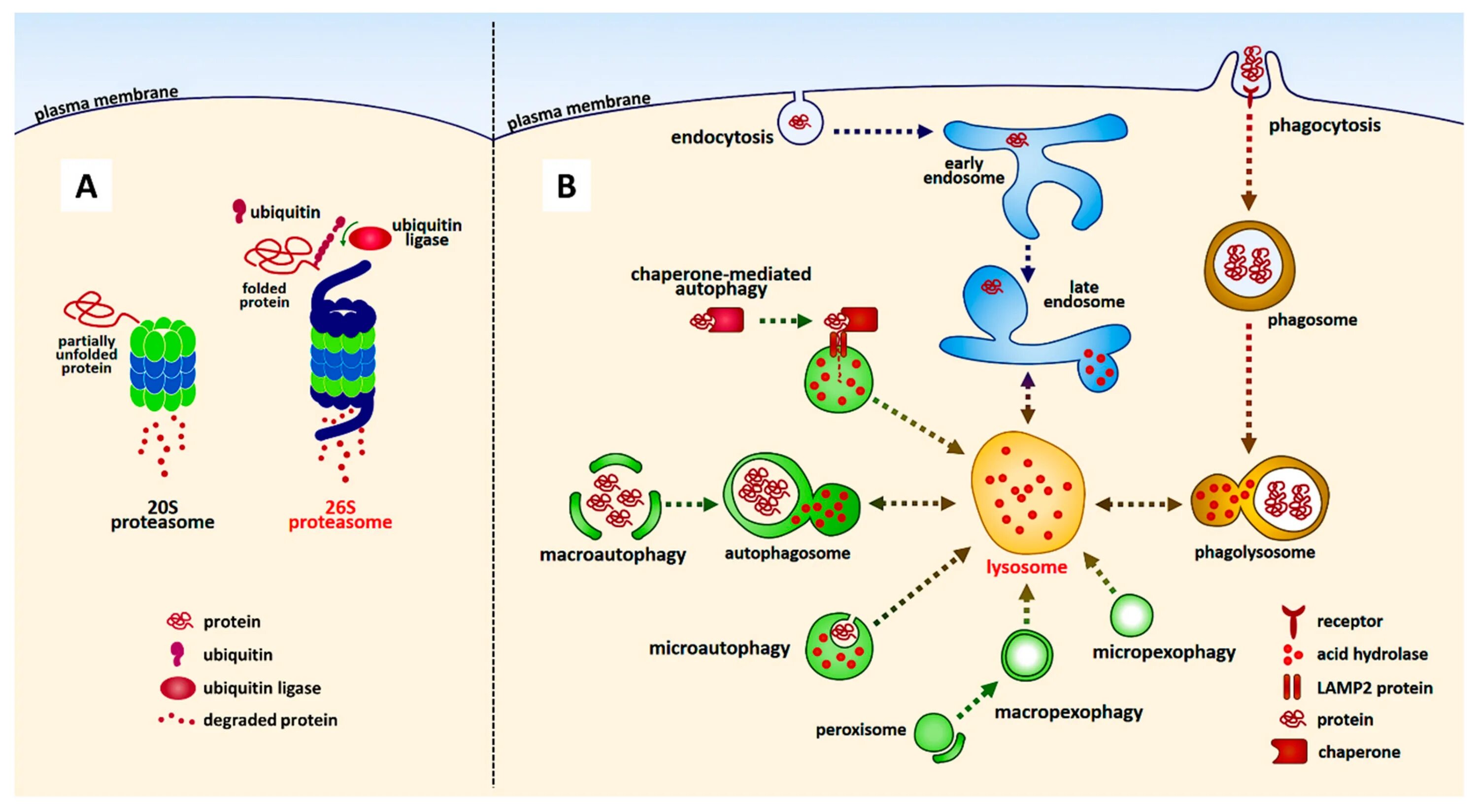 Убиквитин-конъюгирующий фермент. Ubiquitin-Proteasome Pathway. Parkinson's disease pathogenesis. Протеосома в апоптозе.