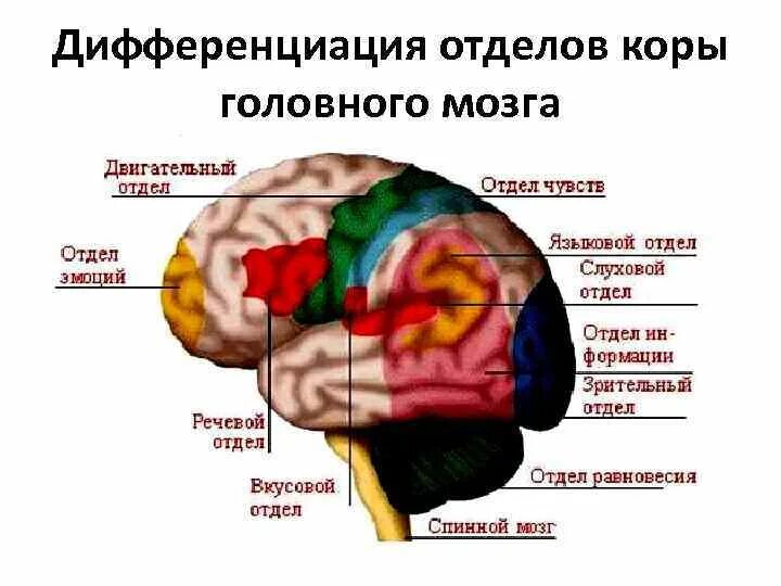 Зоны головного мозга. Отделы головного мозга. Отделы коры мозга. Отделы и зоны головного мозга. Отдел головного мозга включающий кору