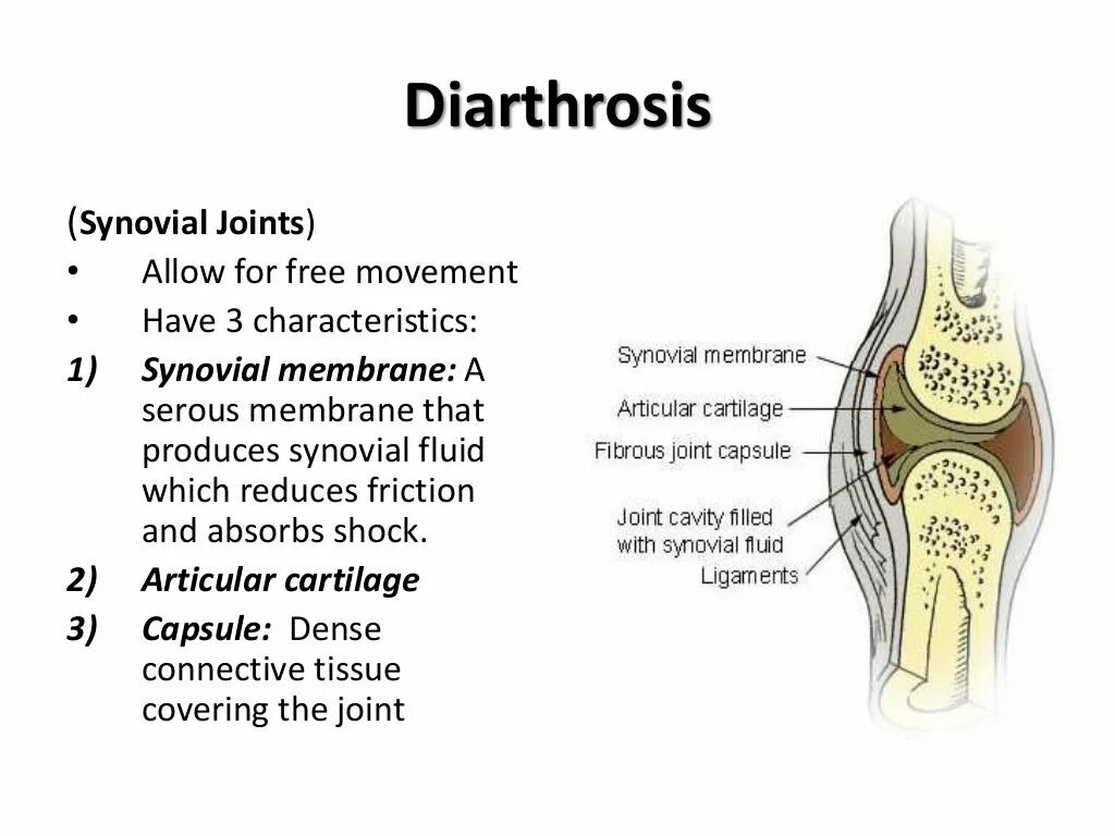 Allow joining. Диартрозы суставы. Диартрозы строение сустава. Gomphosis анатомия. Synovial membrane.