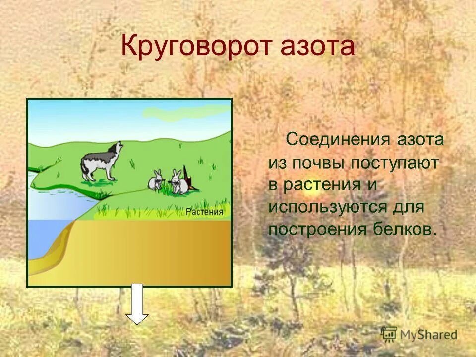 Соединения азота в почве земли. Соединения азота в почве о чём говорит. Формы азотных соединений в почвах их доступность растениям.