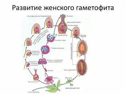 Женский гаметофит это