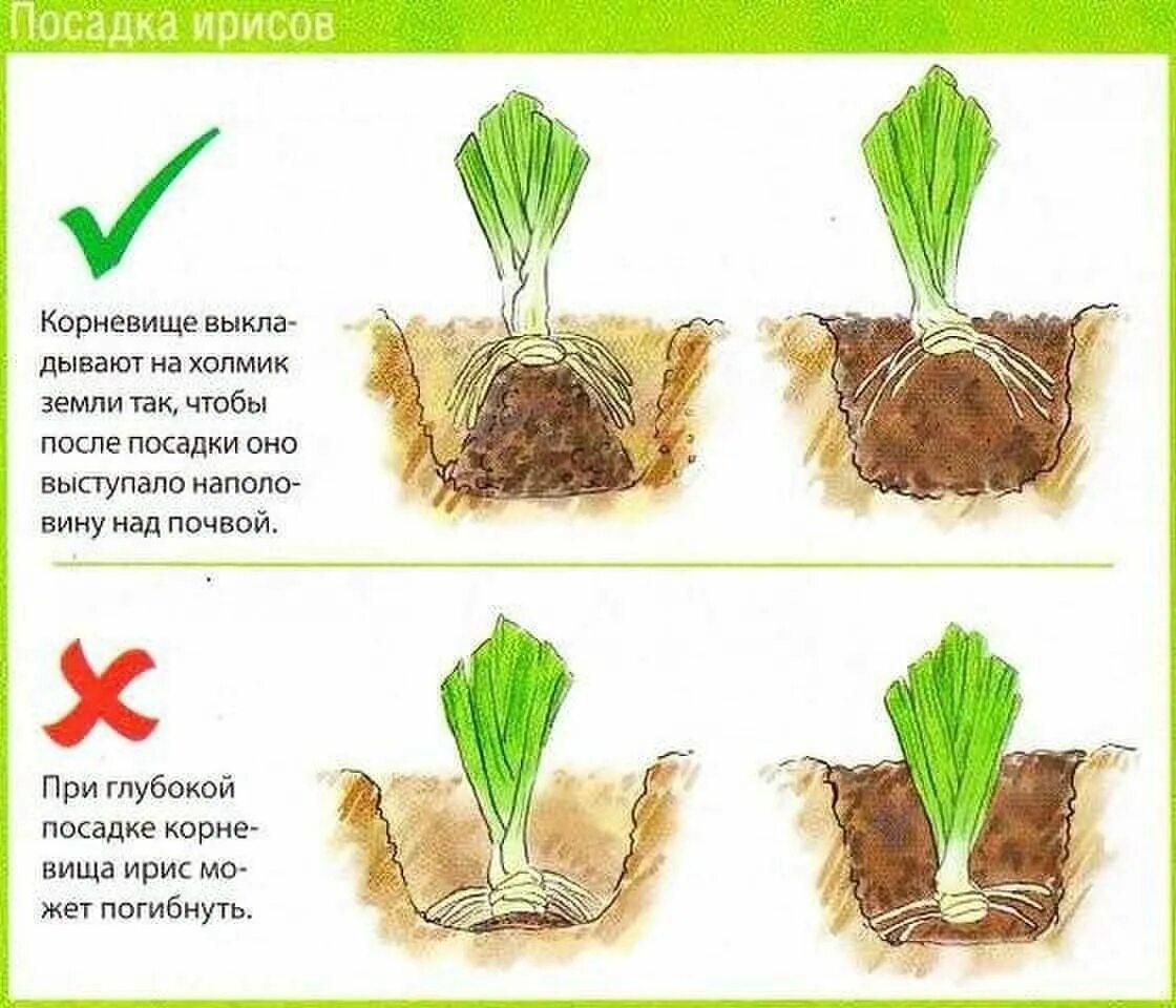 Когда можно сажать растения. Правильная посадка ириса бородатого. Схема посадки ириса бородатого. Ирисы луковичные посадка. Ирисы корневищные посадка.