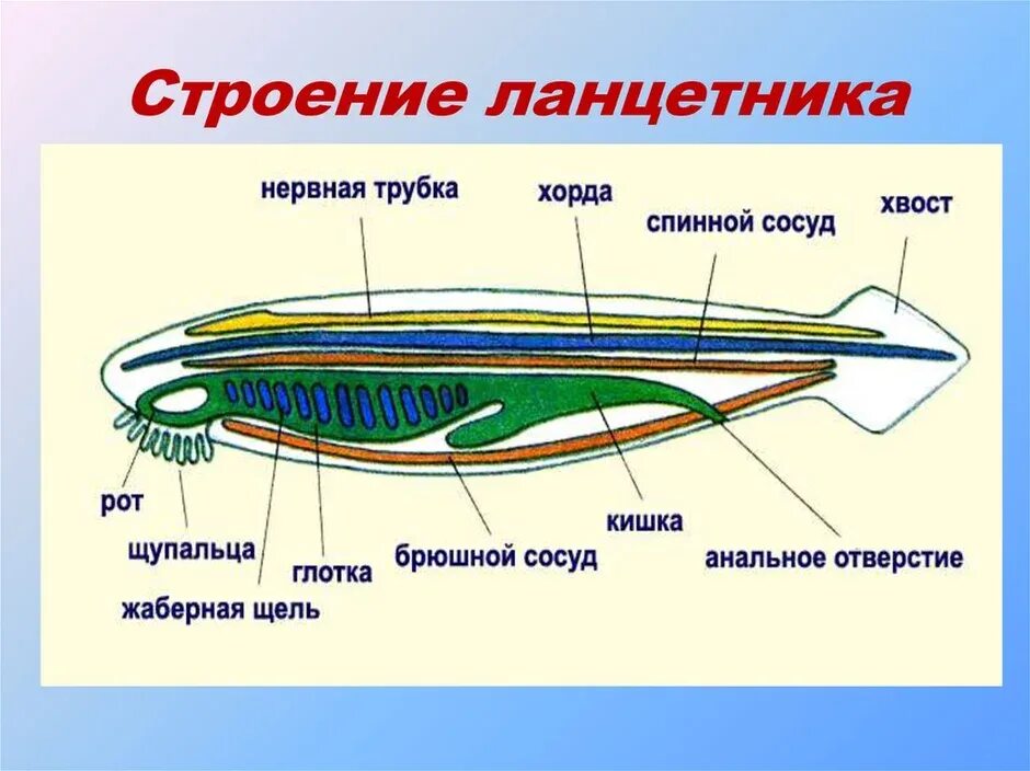 Наличие хорды у человека. Схема строения ланцетника. Схема внутреннего строения ланцетника. Общая схема ланцетника схема строения. Бесчерепные строение.