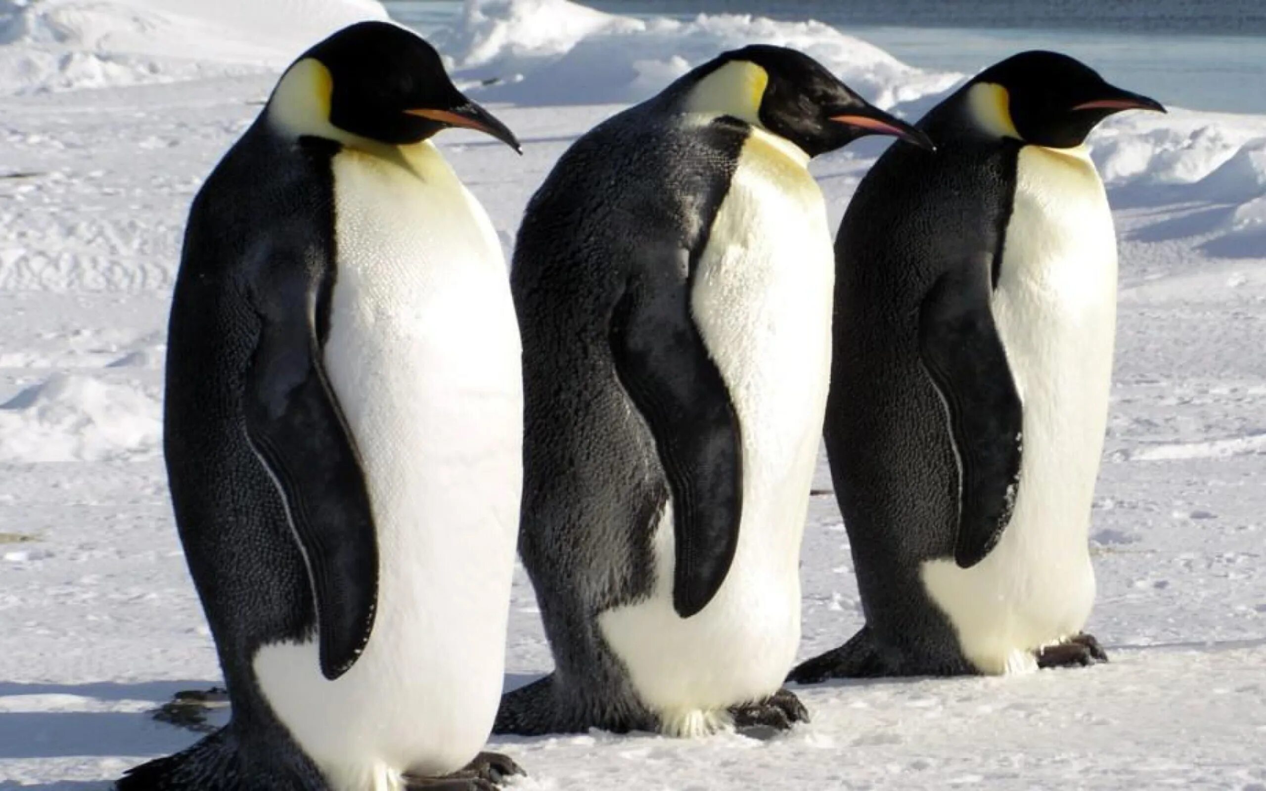 Пингвин Aptenodytes Demersa. Императорский Пингвин Питер. Пингвины в Арктике. 3 Пингвина.