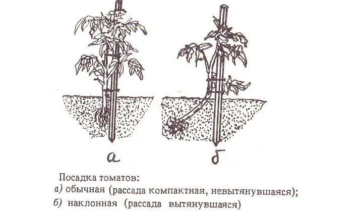 Помидоры сажают на расстоянии друг. Высадка рассады помидор схема. Высадка рассады помидор в теплице схема. Схема посадки штамбовых томатов. Помидоры схемы высадки рассады в грунт.