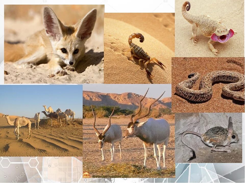 Выбрать из всего разнообразия. Животные пустыни. Адаптация животных к окружающей среде. Адаптации животных в пустыне. Адаптация организмов к условиям окружающей среды.
