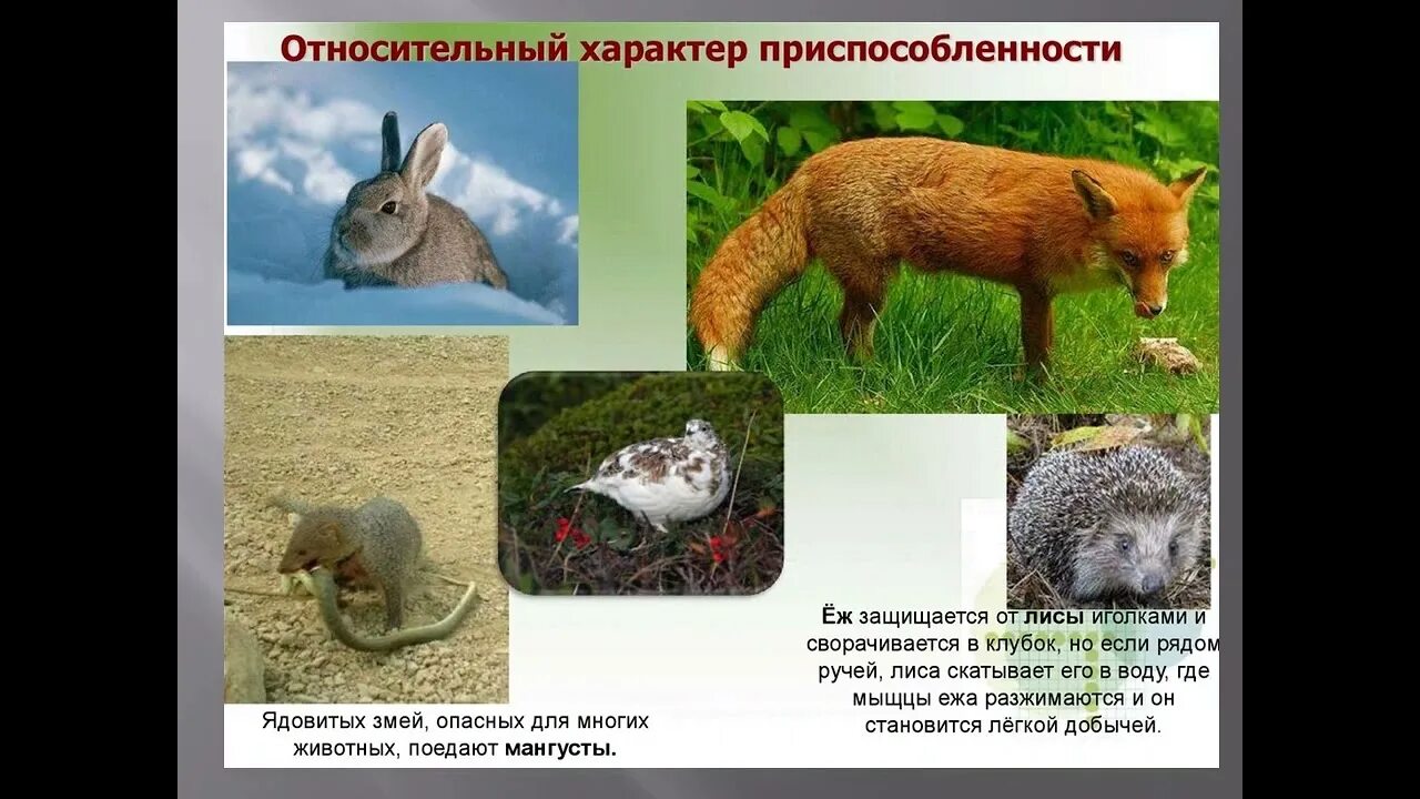 В чем заключается относительный характер приспособлений. Относительность приспособ. относительный характер приспособленности животных. относительность приспособлений животных. относительный характер адаптации.