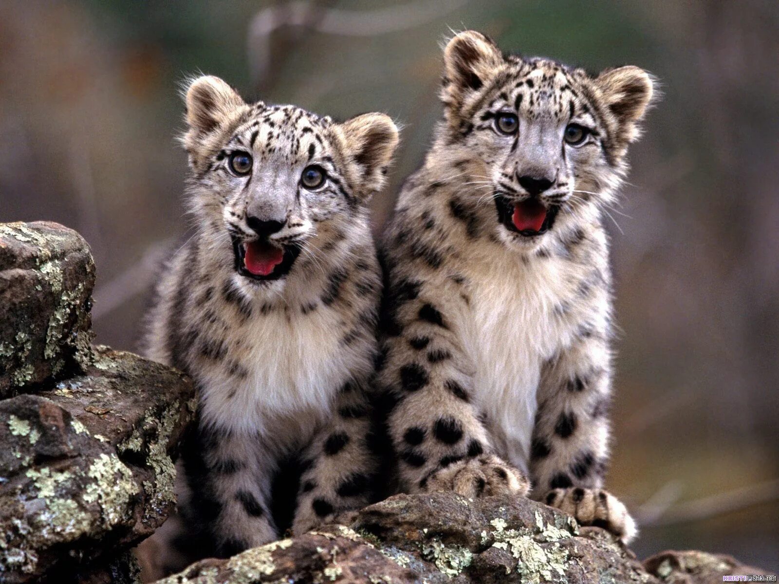 2 красивых животных