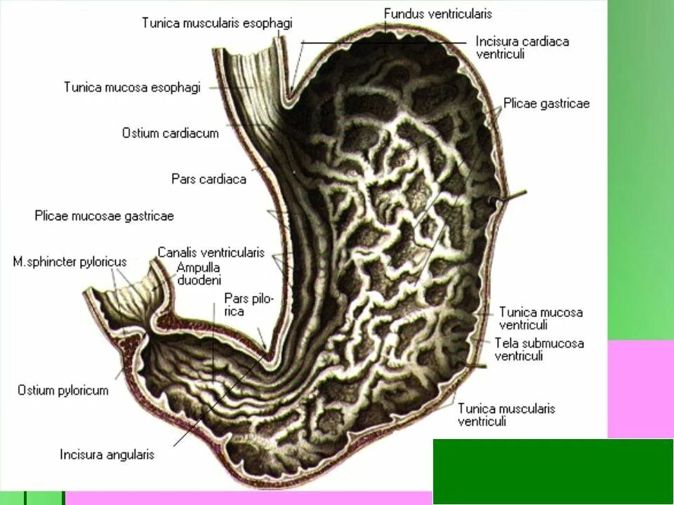 Внутреннее строение желудка. Желудок анатомия человека латынь. Строение желудка Синельников. Желудок анатомия латынь.