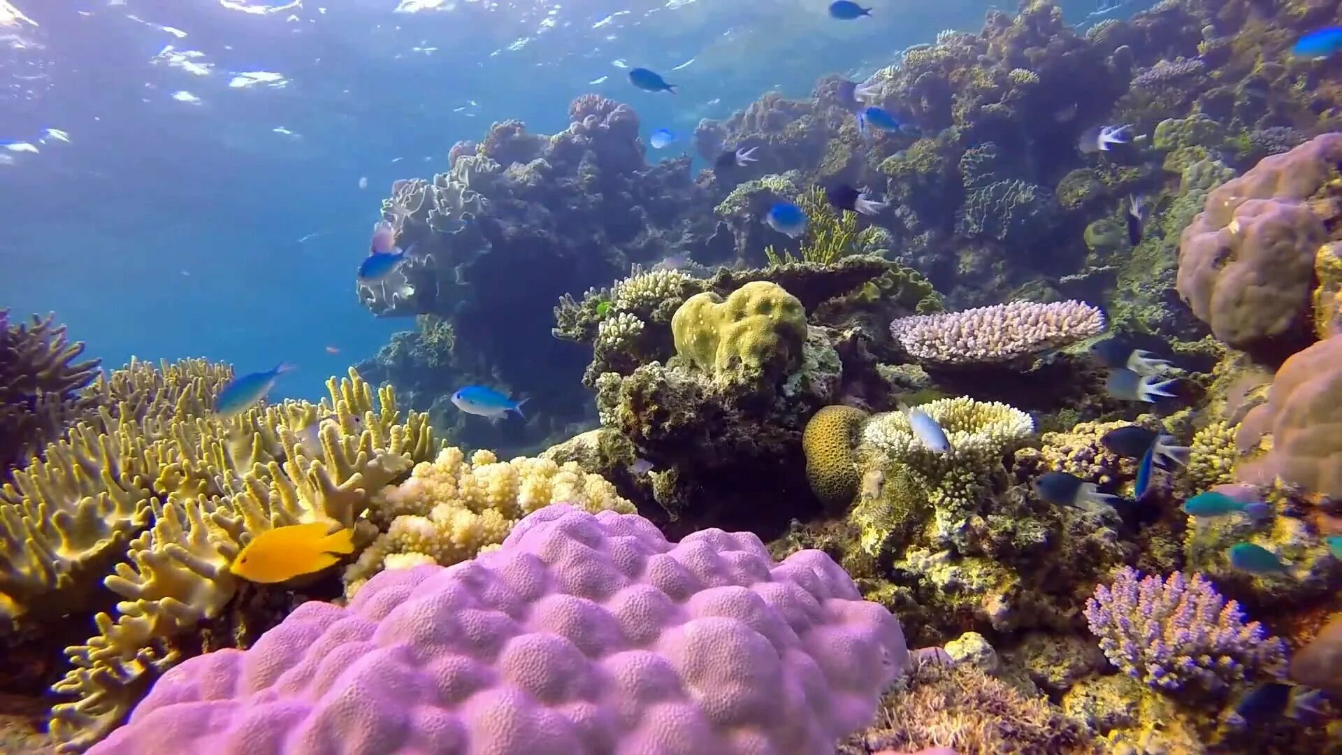 Great barrier reef corals. Великий Барьерный риф Австралия. Риф Туббатаха Филиппины. Морской национальный парк большой Барьерный риф. Большой Барьерный риф в коралловом море.