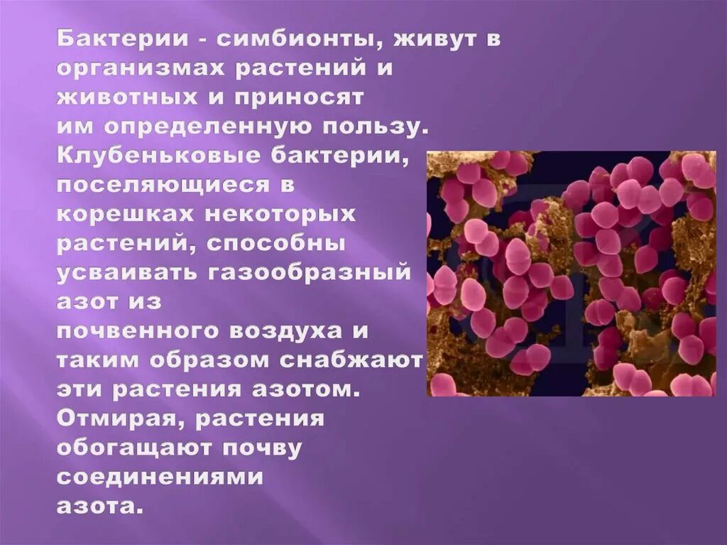 Доклад о живом организме. Вредные бактерии в природе. Бактерии симбионты. Организм который является симбионтом человека. Бактерии симбионты организма человека.