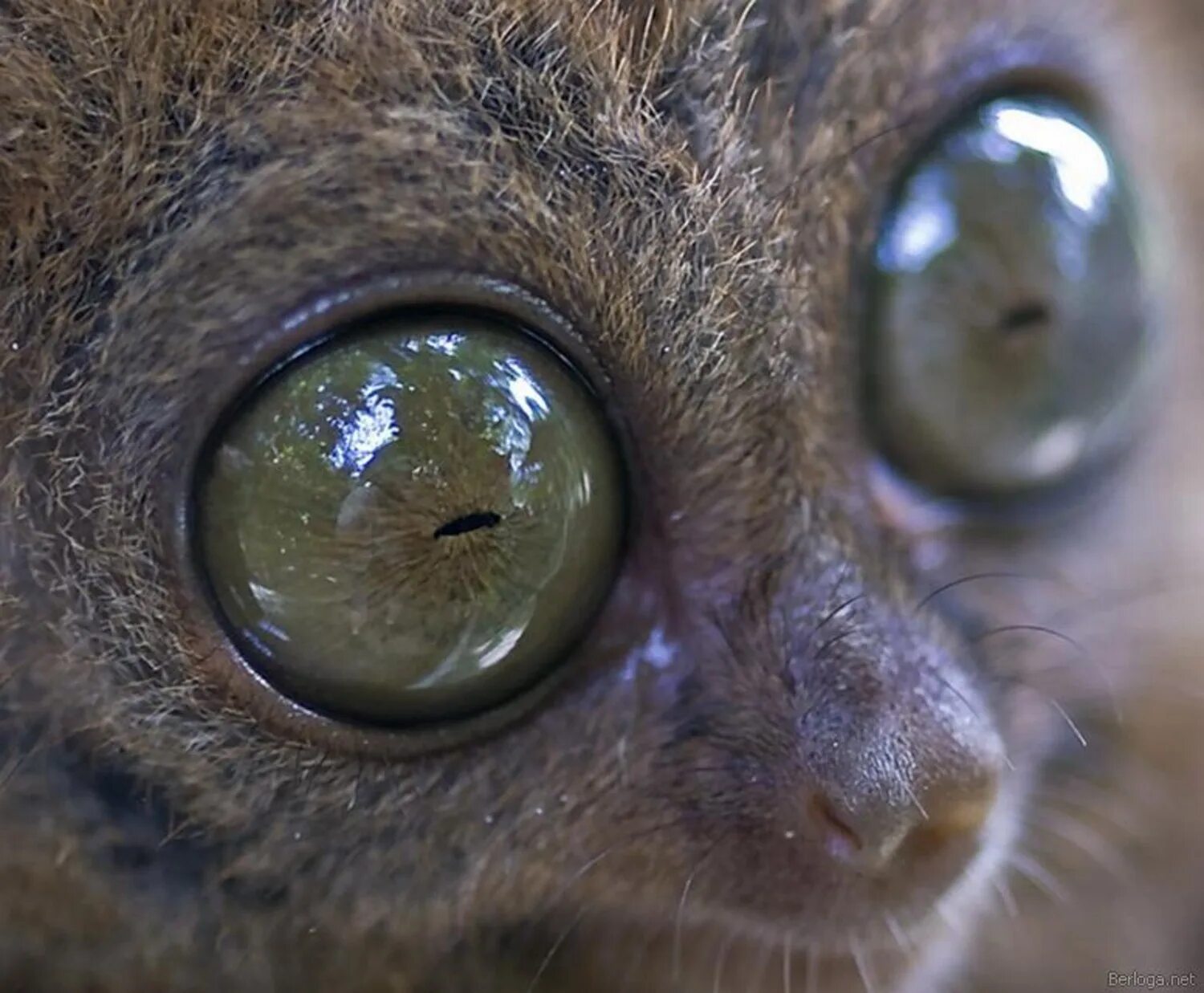 1 зрение животных. Tarsius syrichta. долгопят. необычные глаза животных. зверек с выпученными глазами.