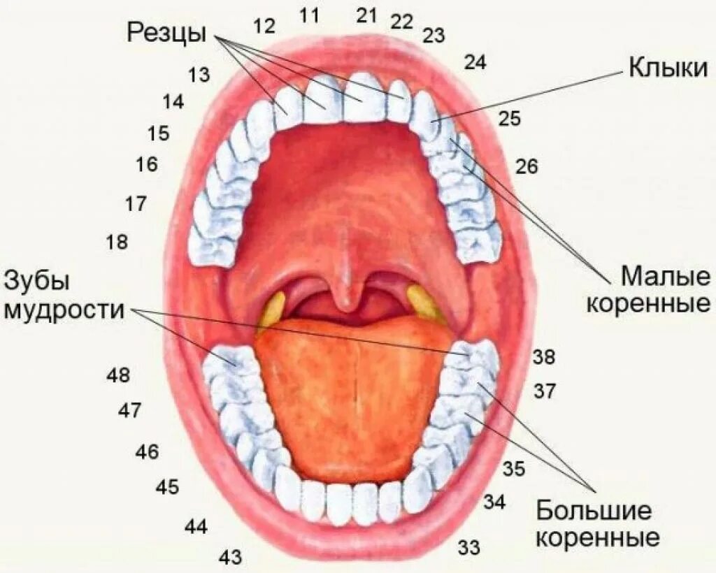 4 зуб снизу