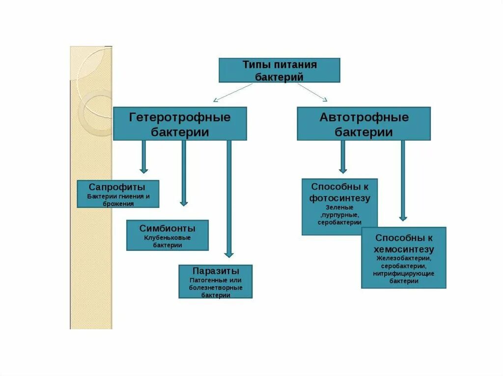 Какие различают бактерии по способу. Типы питания бактерий. Типы питания бактерий схема. Схема типы питания бактерий 5 класс. Питание бактерий микробиология схема.