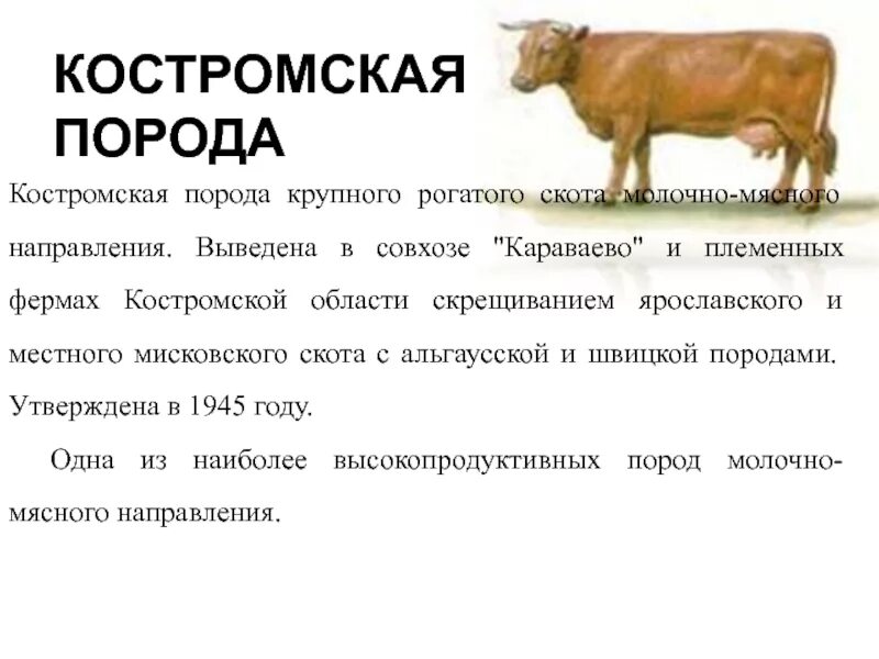 Вывести новую породу. Костромская порода КРС. Костромская порода направление. Караваево на золотой осени Костромская порода племенного скота. Костромская порода Школьная фигура.