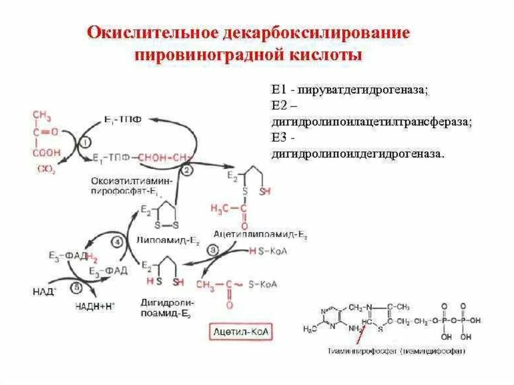 Окислительное декарбоксилирование реакции. Окислительное декарбоксилирование ПВК реакции. Окислительное декарбоксилирование ПВК схема. Окислительное декарбоксилирование ПВК. Реакция окислительного декарбоксилирования пировиноградной кислоты.