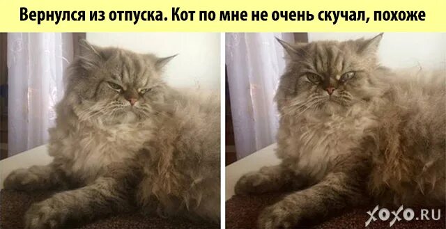 Там коты тут коты. Кот отпусти. Кот вернулся из отпуска. Кот не отпускает. Кот меня не отпускает.