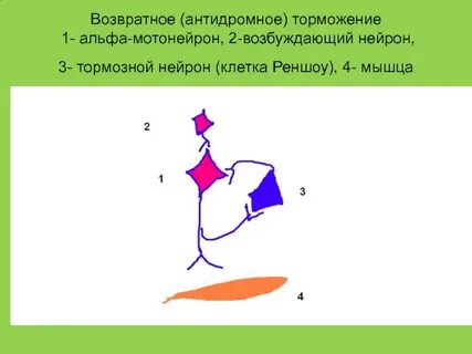 Функциональное значение возвратного торможения