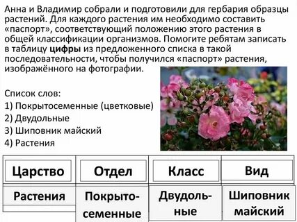 Впр по биологии 6 класс растение