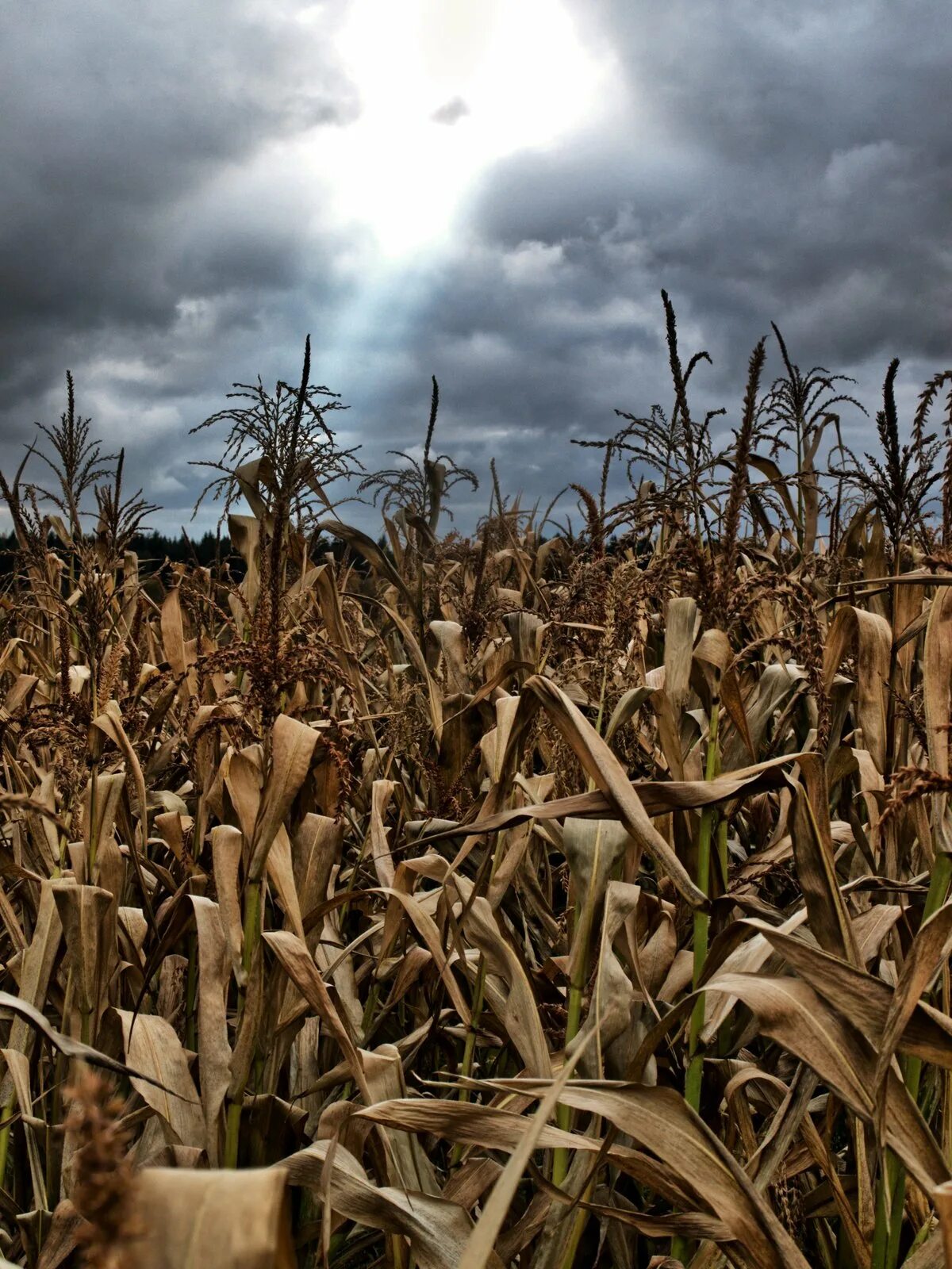 пугало на кукурузном поле. дети кукурузы – children of the corn (1984). джиперс криперс в кукурузном поле. джиперс криперс чучело. ужасы кукурузное поле.